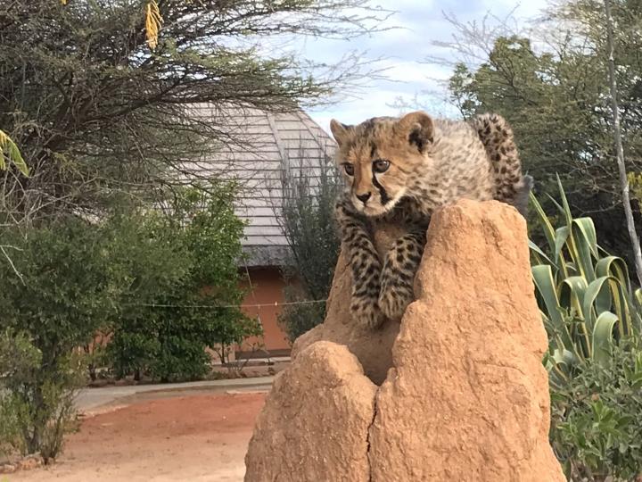 resident-cats-blog-from-waterberg-namibia-ali-s-namibian-adventure